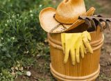 Що можна посадити в серпні: повний список культур, які дадуть урожай восени
