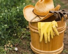 Що можна посадити в серпні: повний список культур, які дадуть урожай восени