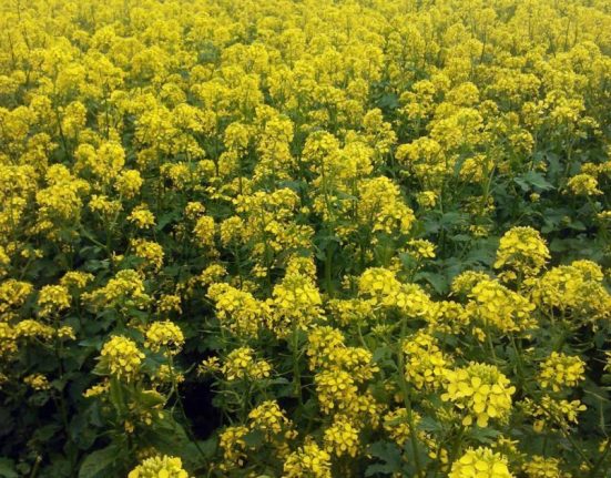 Як правильно сіяти гірчицю восени