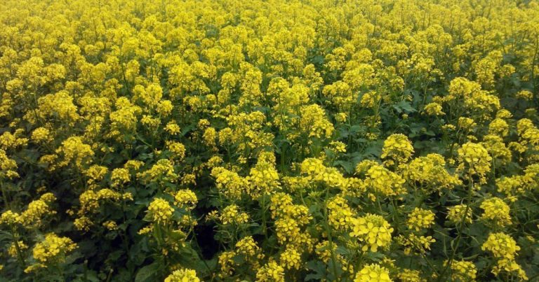 Як правильно сіяти гірчицю восени