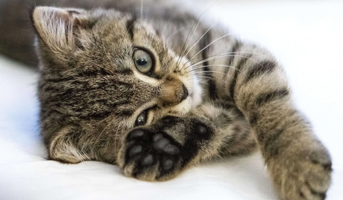 До чого сняться коти? Сонник пояснює значення чорного та білого кота, кошенят і багатьох тварин у снах. Розберемо символіку й тлумачення таких образів.