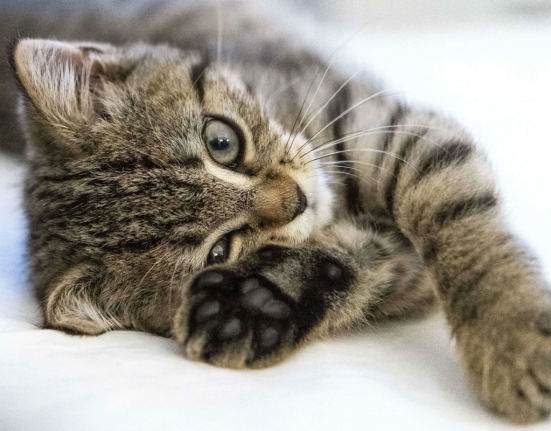 До чого сняться коти? Сонник пояснює значення чорного та білого кота, кошенят і багатьох тварин у снах. Розберемо символіку й тлумачення таких образів.