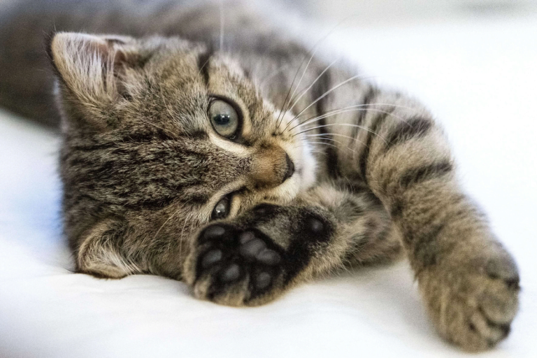 До чого сняться коти? Сонник пояснює значення чорного та білого кота, кошенят і багатьох тварин у снах. Розберемо символіку й тлумачення таких образів.
