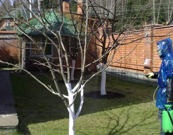 Мідний та залізний купорос: як вибрати і коли використовувати в саду