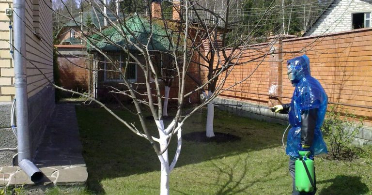 Мідний та залізний купорос: як вибрати і коли використовувати в саду
