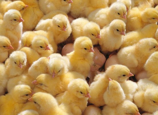 До чого сняться курчата: тлумачення сну за деталями