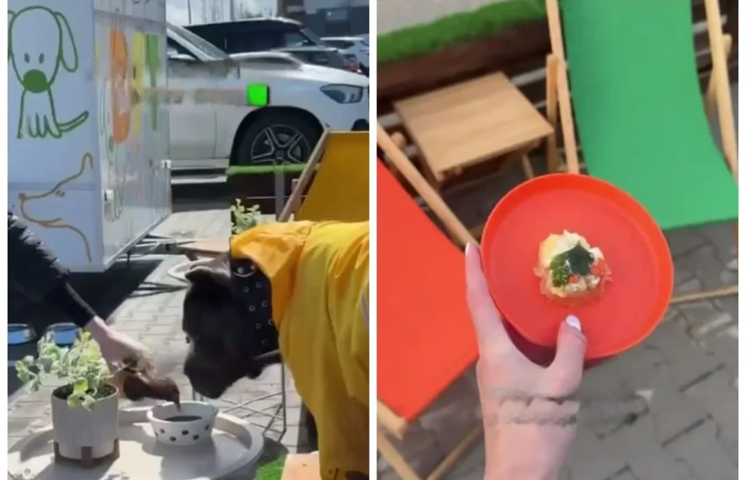 У Києві відкрили кафе для собак: що пропонують улюбленцям у Doggy Food Truck