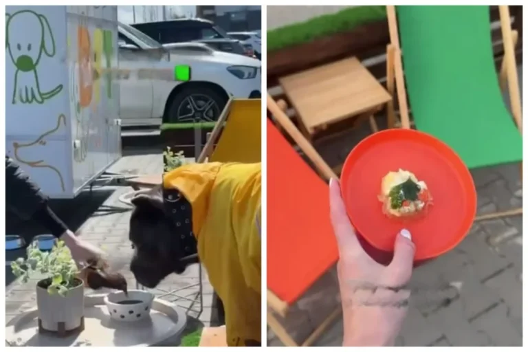 У Києві відкрили кафе для собак: що пропонують улюбленцям у Doggy Food Truck
